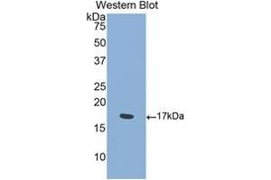 Detection of Recombinant SEMA4D, Mouse using Polyclonal Antibody to Semaphorin 4D (SEMA4D) (SEMA4D/CD100 Antikörper  (AA 502-636))