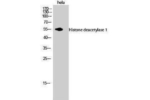 Western Blotting (WB) image for anti-Histone Deacetylase 1 (HDAC1) (C-Term) antibody (ABIN3185014) (HDAC1 Antikörper  (C-Term))
