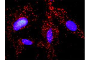 Proximity Ligation Analysis of protein-protein interactions between JUP and APC. (APC Antikörper  (AA 2744-2843))