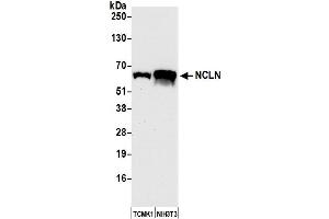 Western Blotting (WB) image for anti-Nicalin (NCLN) (AA 375-425) antibody (ABIN7452589) (Nicalin Antikörper  (AA 375-425))