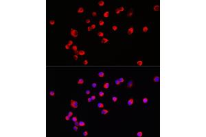 Immunofluorescence analysis of SH-SY5Y cells using HRH3 Rabbit pAb (ABIN7267662) at dilution of 1:100 (40x lens). (HRH3 Antikörper  (AA 250-350))