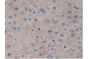 IHC-P analysis of Human Liver Tissue, with DAB staining. (Kallikrein 10 Antikörper  (AA 35-276))