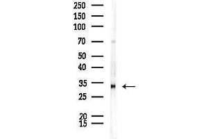 anti-Phosphatidylinositol Glycan C (PIGC) (Internal Region) antibody