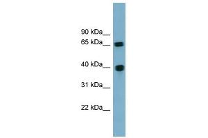 Cyclin J antibody used at 1 ug/ml to detect target protein. (Cyclin J Antikörper  (N-Term))