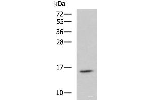 Western blot analysis of Jurkat cell lysate using H2AFJ Polyclonal Antibody at dilution of 1:800 (H2AFJ Antikörper)