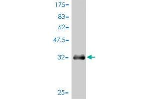Western Blot detection against Immunogen (36. (APOA2 Antikörper  (AA 1-100))