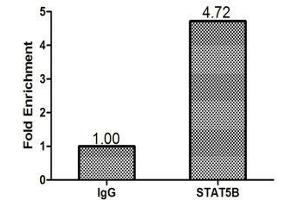Chromatin Immunoprecipitation MCF-7 (1. (STAT5B Antikörper  (AA 40-280))