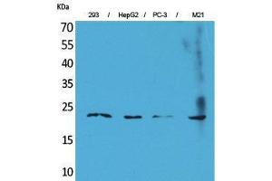 Western Blotting (WB) image for anti-Fibroblast Growth Factor 6 (FGF6) (C-Term) antibody (ABIN3187711) (FGF6 Antikörper  (C-Term))