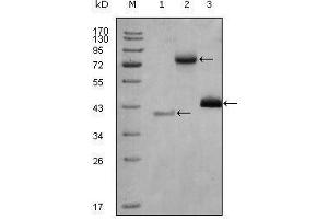 Western blot analysis using HDAC3 mouse mAb against truncated Trx-HDAC3 recombinant protein (1), full length HDAC3-hIgGFc (aa1-428) transfected CHO-K1 cell lysate(2) and Hela cell lysate (3).