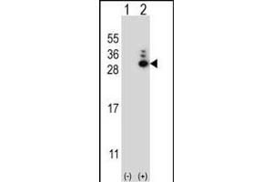 Western blot analysis of MOBKL1B (arrow) using rabbit polyclonal MOBKL1B Antibody (N-term) (ABIN656811 and ABIN2846025). (MOB1A Antikörper  (N-Term))