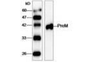 Image no. 1 for anti-West Nile Virus (WNV) (AA 1-135) antibody (ABIN791628) (West Nile Virus Antikörper  (AA 1-135))