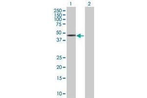 Western Blot analysis of FOXA3 expression in transfected 293T cell line by FOXA3 MaxPab polyclonal antibody.