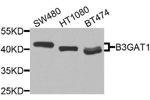 Western blot analysis of extracts of various cell lines, using B3GAT1 antibody (ABIN6003603) at 1/1000 dilution. (CD57 Antikörper)