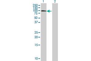 Western Blot analysis of MBD1 expression in transfected 293T cell line by MBD1 MaxPab polyclonal antibody. (MBD1 Antikörper  (AA 1-605))