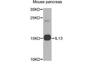 Western blot analysis of extracts of mouse pancreas, using IL13 antibody (ABIN5971115) at 1/1000 dilution. (IL-13 Antikörper)