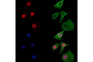 ABIN6257960 and ABIN6274899 staining Hela cells by IF/ICC. (BCLAF1 Antikörper  (Internal Region))