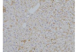 ABIN6272951 at 1/100 staining Mouse liver tissue by IHC-P. (SUCLA2 Antikörper  (Internal Region))