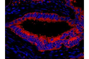 Immunofluorescence (IF) image for anti-Eukaryotic Translation Elongation Factor 2 (EEF2) (AA 808-858) antibody (ABIN7448956) (EEF2 Antikörper  (AA 808-858))