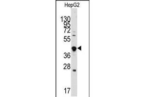 Western blot analysis of anti-GDF3 Antibody in HepG2 cell line lysates (35ug/lane) (GDF3 Antikörper  (AA 170-197))