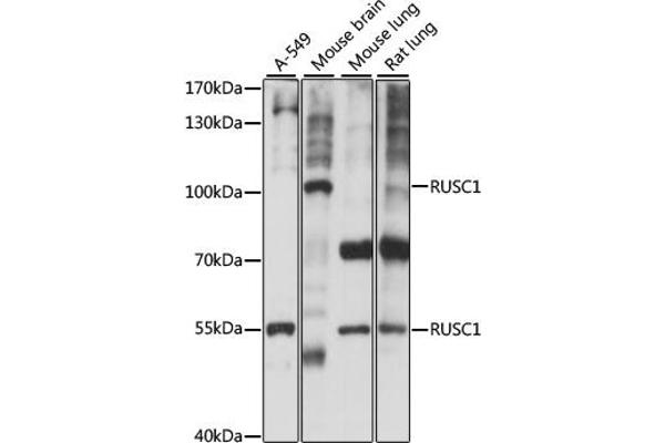 RUSC1 Antikörper  (AA 1-320)