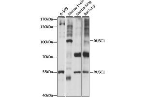 Western blot analysis of extracts of various cell lines, using RUSC1 antibody (ABIN7270114) at 1:1000 dilution. (RUSC1 Antikörper  (AA 1-320))