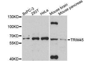 Western blot analysis of extracts of various cell lines, using TRIM45 antibody. (TRIM45 Antikörper)