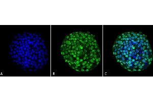Immunocytochemistry/Immunofluorescence analysis using Mouse Anti-CENP-A Monoclonal Antibody, Clone 5A7-2E11 (ABIN1027707). (CENPA Antikörper)