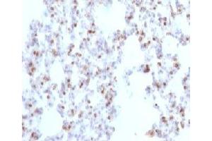 Formalin-fixed, paraffin-embedded rat lung stained with TTF1 antibody (NX2. (TTF1 Antikörper)