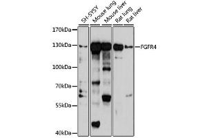 Western blot analysis of extracts of various cell lines, using FGFR4 antibody (ABIN2562593) at 1:1000 dilution. (FGFR4 Antikörper)