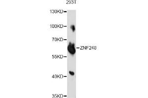 Western blot analysis of extracts of 293T cells, using ZNF248 antibody. (ZNF248 Antikörper)