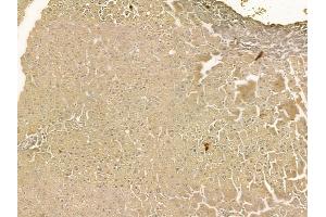 NIPSNAP1 Mouse Monoclonal Antibody at 1/100 staining mouse colorectal tissue by IHC-P.