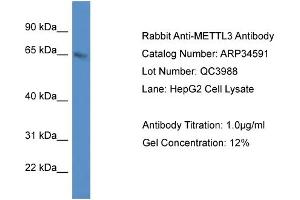 WB Suggested Anti-METTL3 Antibody   Titration: 1. (METTL3 Antikörper  (C-Term))