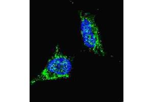 Immunofluorescence (IF) image for anti-Lin-28 Homolog B (LIN28B) antibody (ABIN2998297) (LIN28B Antikörper)