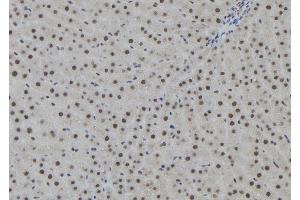 ABIN6273090 at 1/100 staining Rat liver tissue by IHC-P.