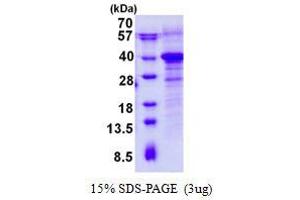 Image no. 1 for RWD Domain Containing 1 (RWDD1) protein (His tag) (ABIN1098478)