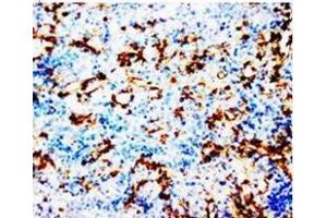 AP23304PU-N COX1 antibody staining of Paraffin Embedded Rat Spleen Tissue Sections in cytoplasm. (PTGS1 Antikörper  (N-Term))