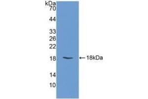 Western Blotting (WB) image for anti-Fatty Acid Binding Protein 3, Muscle and Heart (FABP3) (AA 1-133) antibody (ABIN7443005)