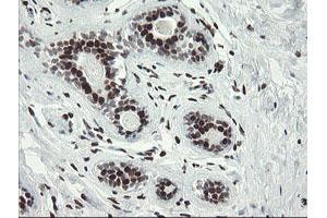 Image no. 9 for anti-Transducin-Like Enhancer of Split 1 (E(sp1) Homolog, Drosophila) (TLE1) (AA 180-460) antibody (ABIN1491049)