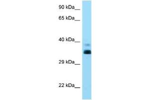 WB Suggested Anti-HLA-G Antibody Titration: 1. (HLAG Antikörper  (C-Term))