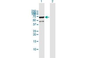 Western Blot analysis of RBMS1 expression in transfected 293T cell line by RBMS1 MaxPab polyclonal antibody. (RBMS1 Antikörper  (AA 1-406))