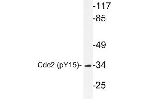 Western blot (WB) analyzes of p-Cdk1/Cdc2 antibody in extracts from HepG2 cells. (CDK1 Antikörper  (pTyr15))