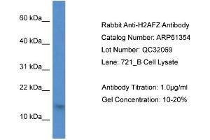 Western Blotting (WB) image for anti-H2A Histone Family, Member Z (H2AFZ) (N-Term) antibody (ABIN786402) (H2AFZ Antikörper  (N-Term))