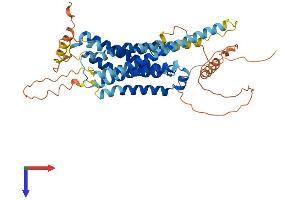 DRD5 Protein (AA 1-478) (His tag)