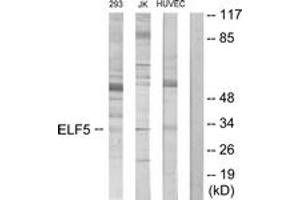 Western blot analysis of extracts from Jurkat/293/HuvEc cells, using ELF5 Antibody. (ELF5 Antikörper  (AA 191-240))