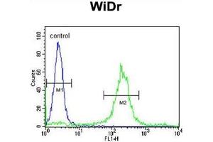 ADAM19 Antibody (Center) flow cytometric analysis of WiDr cells (right histogram) compared to a negative control cell (left histogram). (ADAM19 Antikörper  (Middle Region))