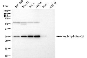 Western blotting analysis using nudix hydrolase 21 antibody (ABIN7799688).