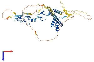 LMX1B Protein (AA 1-395) (His tag)