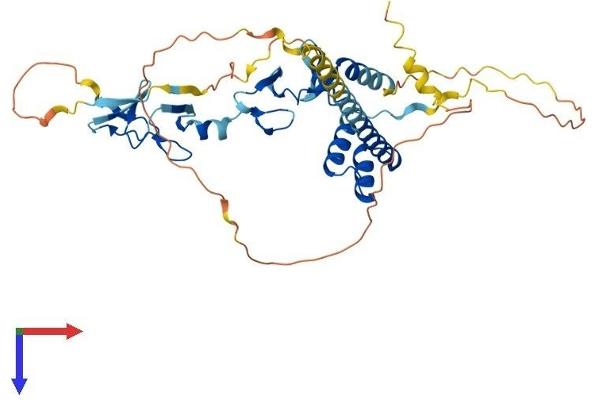LMX1B Protein (AA 1-395) (His tag)