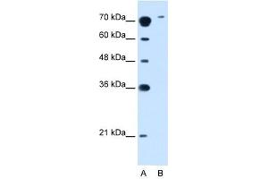 SLC7A14 antibody used at 2. (SLC7A14 Antikörper)
