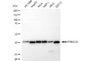 Western blotting analysis using PRKACG antibody (ABIN7800011).